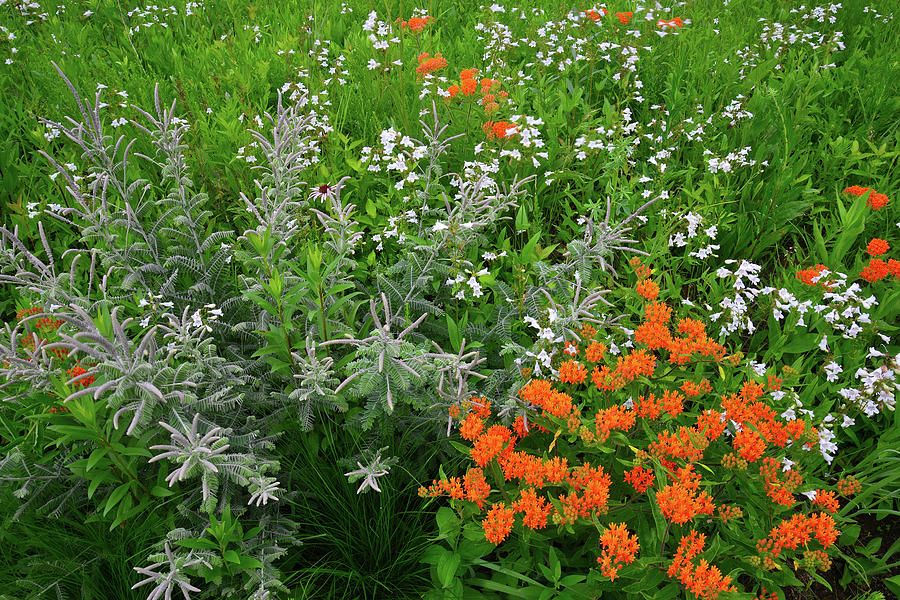 Butterfly Milkweed and Other Wildflowers in Moraine Hills SP Photograph by Ray Mathis