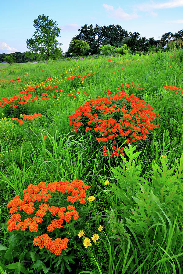 Butterfly Milkweed Galore on Glacial Park Hillside Photograph by Ray Mathis