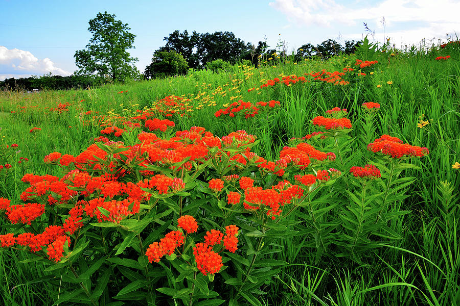 Butterfly Milkweed Grows in Glacial Park Photograph by Ray Mathis