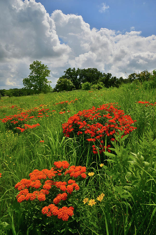 Butterfly Milkweed Hillside in Glacial Park Photograph by Ray Mathis