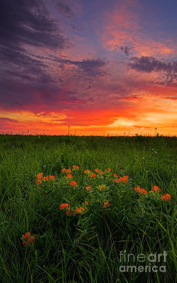 Butterfly Milkweed In A Prairie Photograph by Kenneth M Highfill