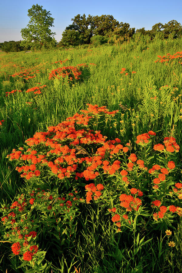 Butterfly Milkweed on a Glacial Park Hillside at Sunrise Photograph by Ray Mathis
