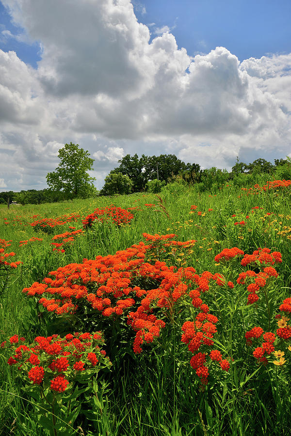 Butterfly Milkweed on a Hillside in Glacial Park Photograph by Ray Mathis