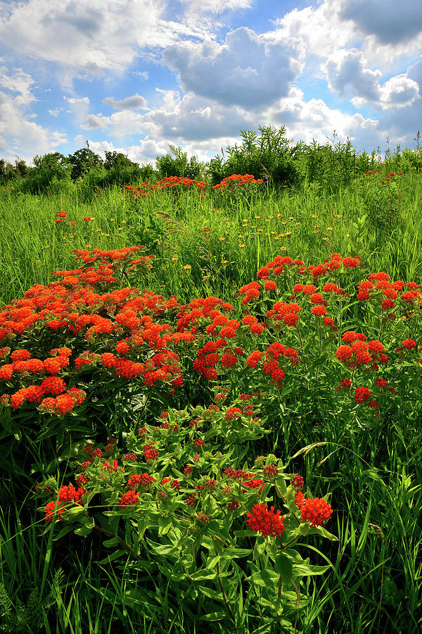 Butterfly Milkweed on Glacial Park Hillside Photograph by Ray Mathis