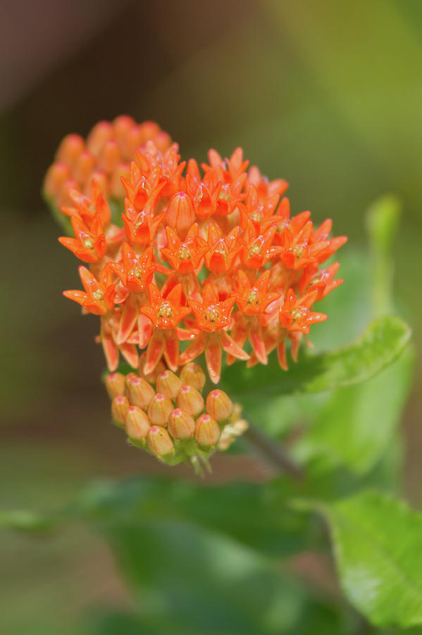 Butterfly Milkweed Photograph by Paul Rebmann
