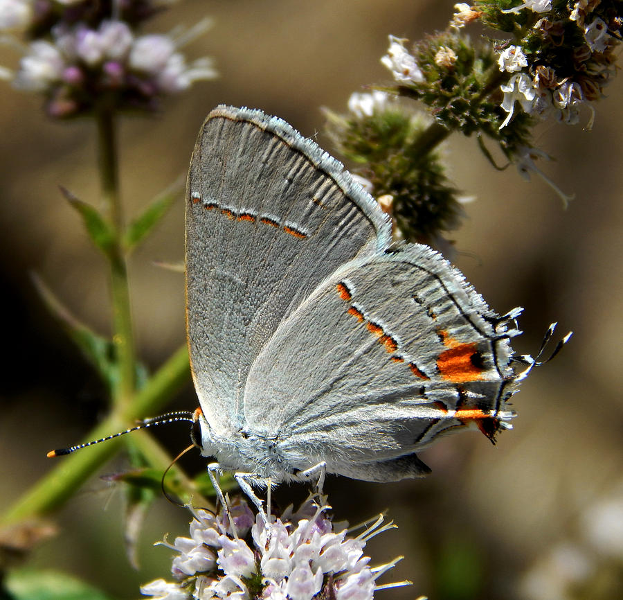 Butterfly, Mint Flowers Photograph
