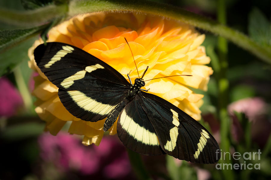 Butterfly Moment Photograph by Ana V Ramirez