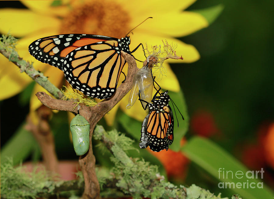 Butterfly Monarch Baby Chrysalis Photograph by Luana K Perez