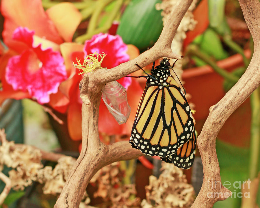 Butterfly Monarch Chrysalis Photograph by Luana K Perez