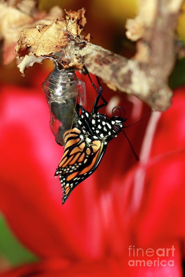 Butterfly Monarch Hatching Photograph by Luana K Perez