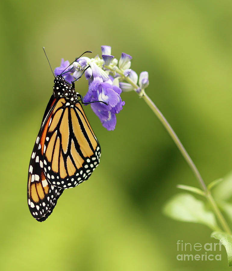 Butterfly Monarch on Purple Flower Photo Photograph by Luana K Perez