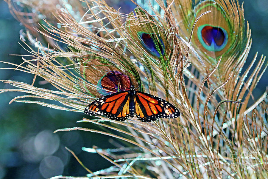 Butterfly Monarch with Peacock Feathers Photograph by Luana K Perez
