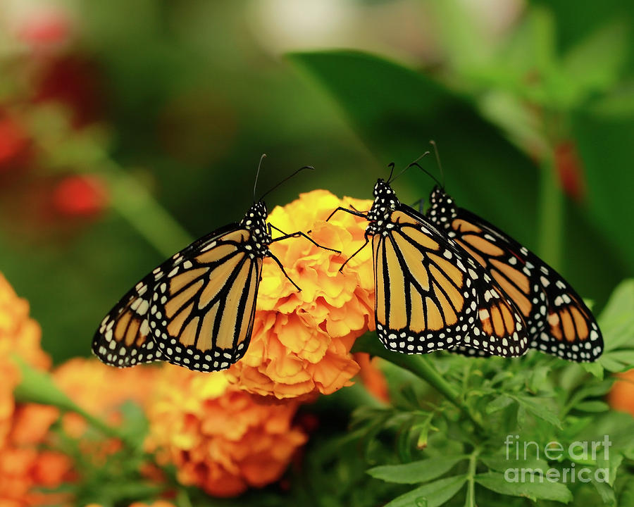 Butterfly Monarchs on Mums Photograph by Luana K Perez