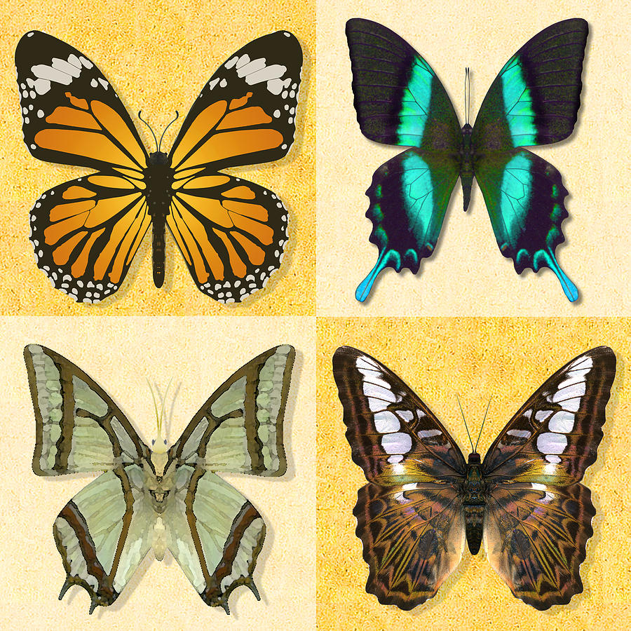 Four Butterfly Montage Photograph by Melissa A Benson