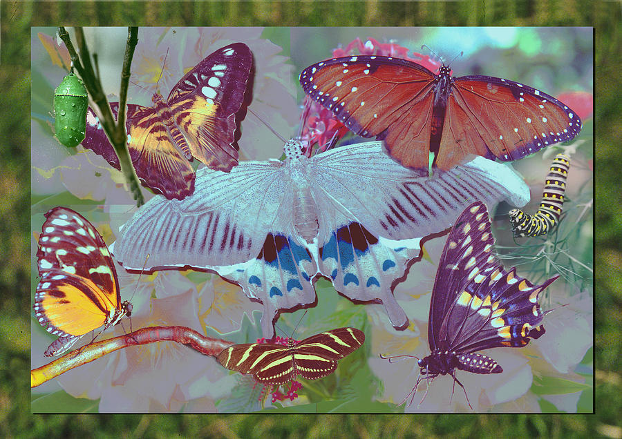 Black Swallowtail Butterfly Digital Art - Butterfly Montage by Richard Nickson Black Swallowtail Butterfly Digital Art - Butterfly Montage by Richard Nickson