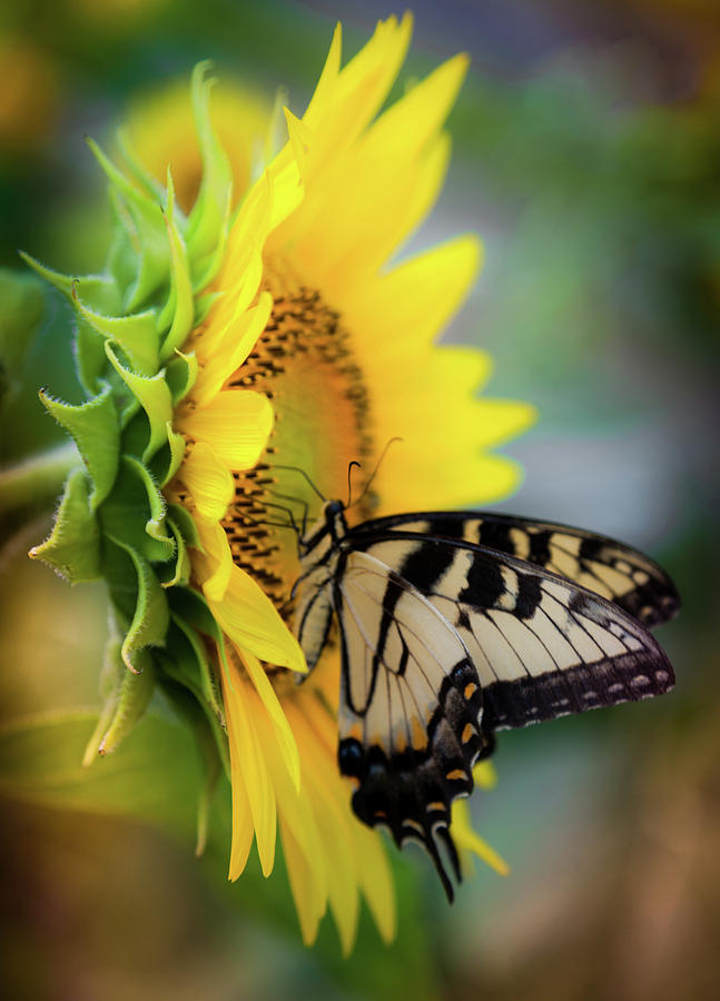 Swallowtail Butterflies Photograph - Butterfly Mornings by Karen Wiles