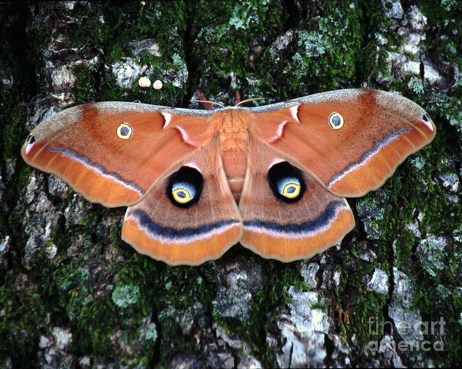 Butterfly moth Photograph by Rex E Ater