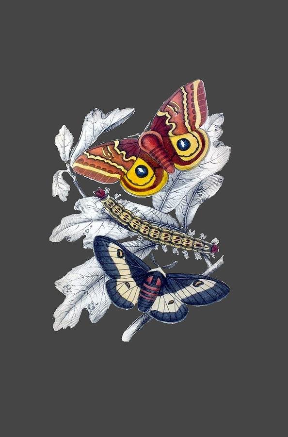 Butterfly Moth T Shirt Design Digital Art by Bellesouth Studio