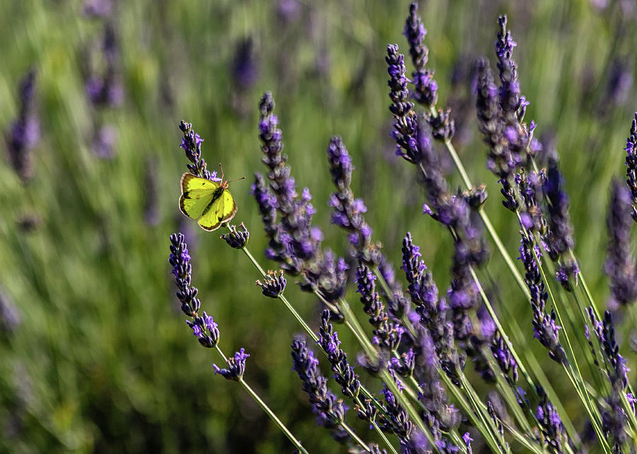 Butterfly n Lavender Photograph by Rod Best