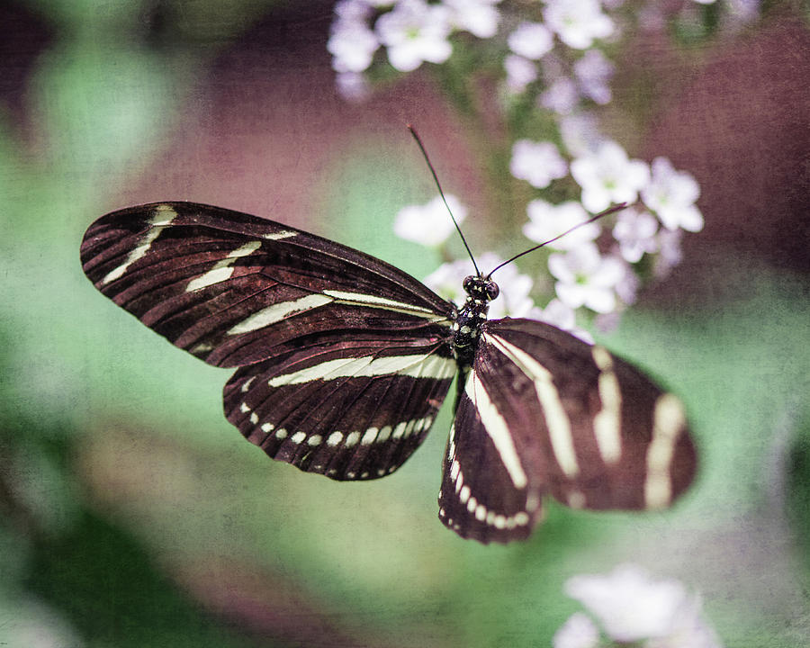 Butterfly Photograph - Butterfly by Nastasia Cook