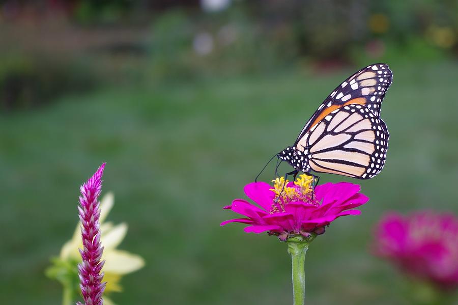 Butterfly Photograph by Nicole Alves Kirwan - Fine Art America