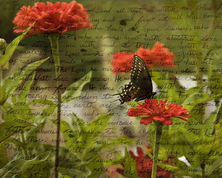 Butterfly Notes Photograph by Trish Tritz