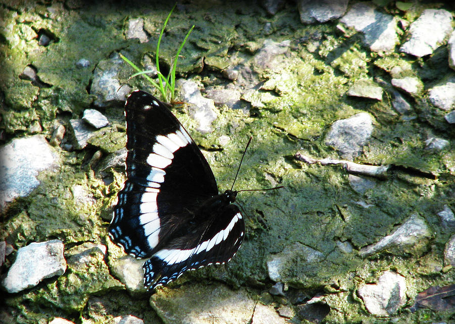 Butterfly of Black and Blue Photograph by Deborah Johnson