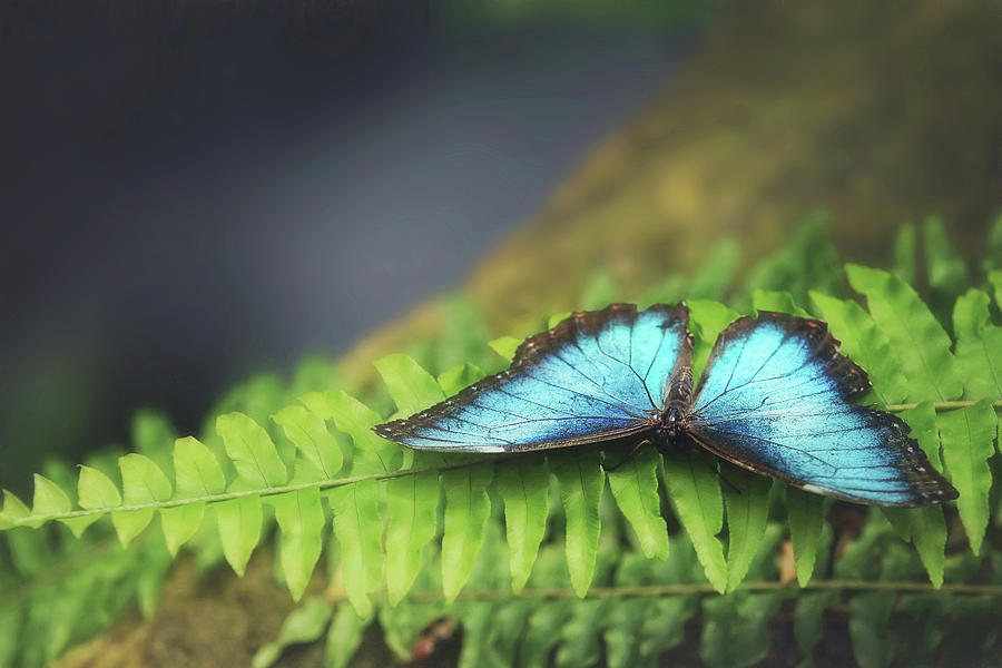 Butterfly of Blue Photograph by Carrie Ann Grippo-Pike
