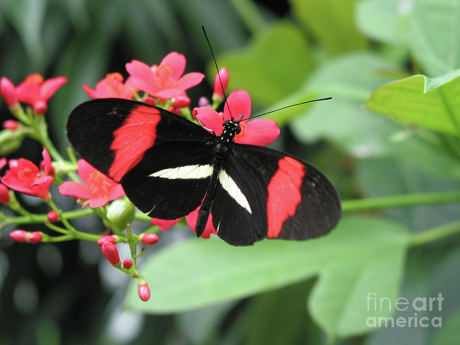 Butterfly of Key West I Photograph by Ania M Milo