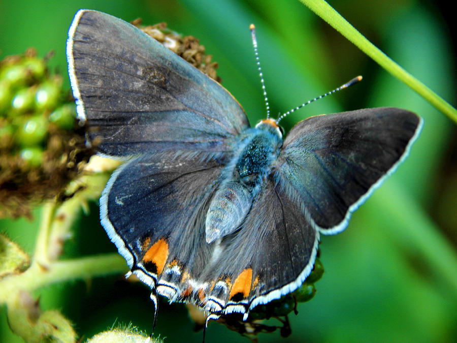 Butterfly of Summer Photograph by Glen Faxon