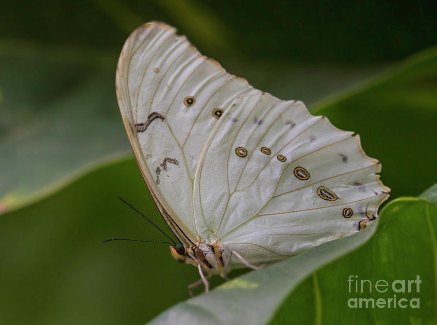 Butterfly of white and gold Photograph by Ruth Jolly