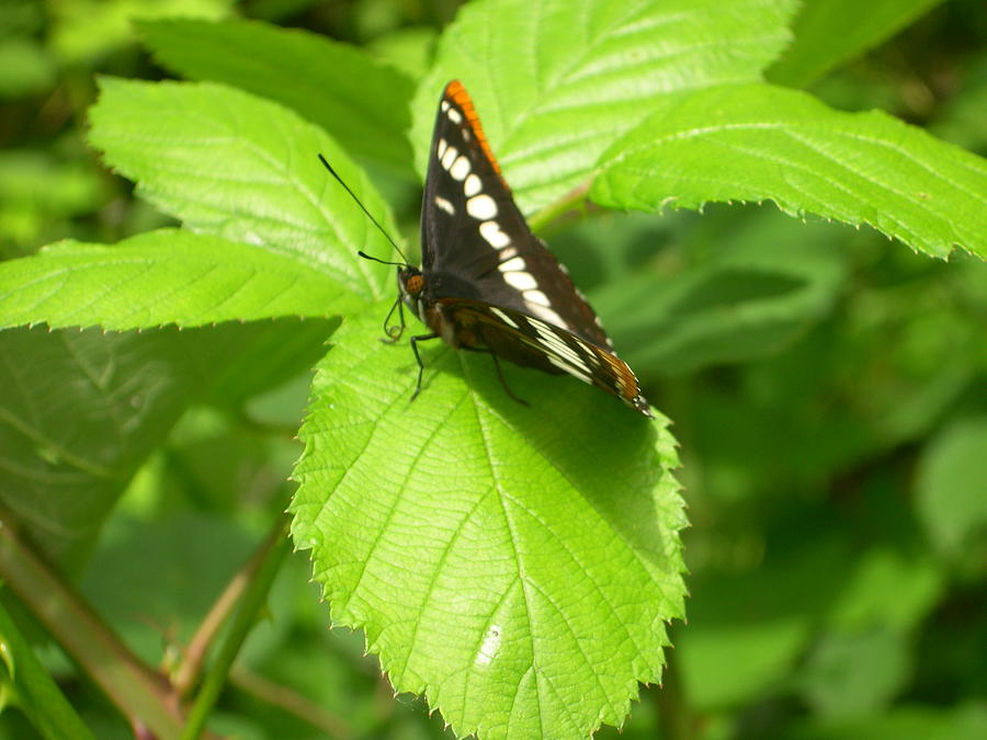 Butterfly on a Blackberry Photograph by C Thomas Cooney Butterfly on a Blackberry Photograph by C Thomas Cooney