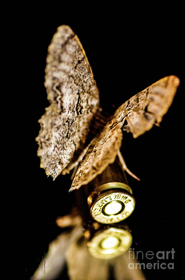 Butterfly On A Bullet3 Photograph by Gerald Kloss