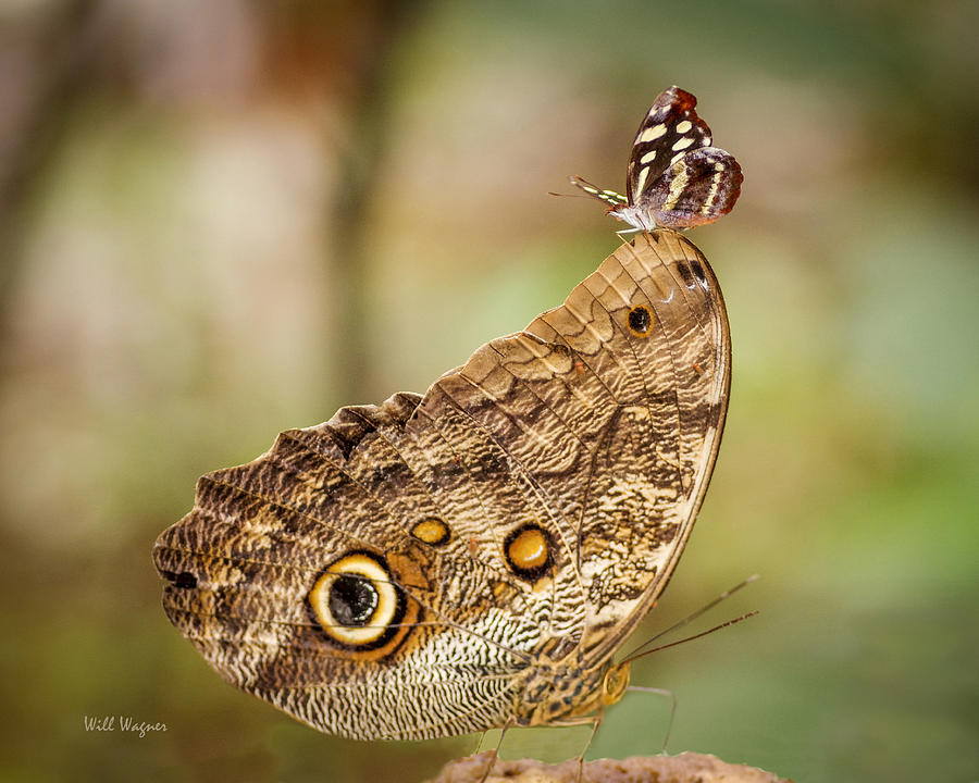 Butterfly on a Butterfly Photograph by Will Wagner