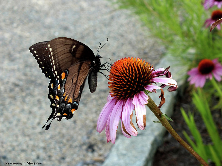 Butterfly On a Coneflower Photograph by Kimmary MacLean