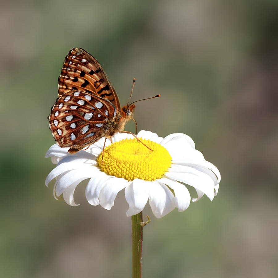 Butterfly On A Daisy Photograph by Ursula Salzmann