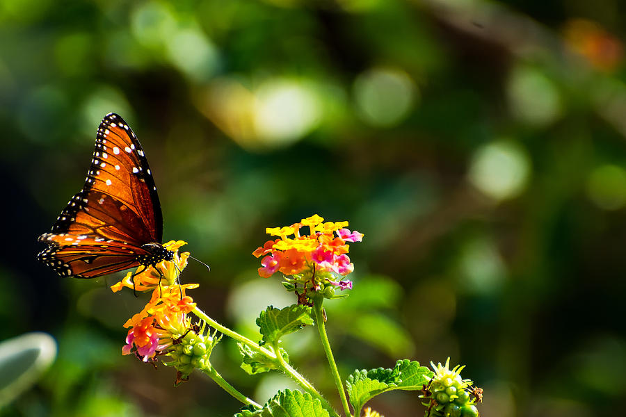 Butterfly on a Flower Photograph by Douglas Killourie