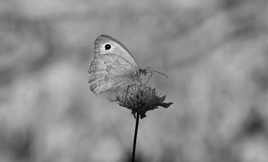Butterfly on a Flower Monochrome Photograph by Jeff Townsend