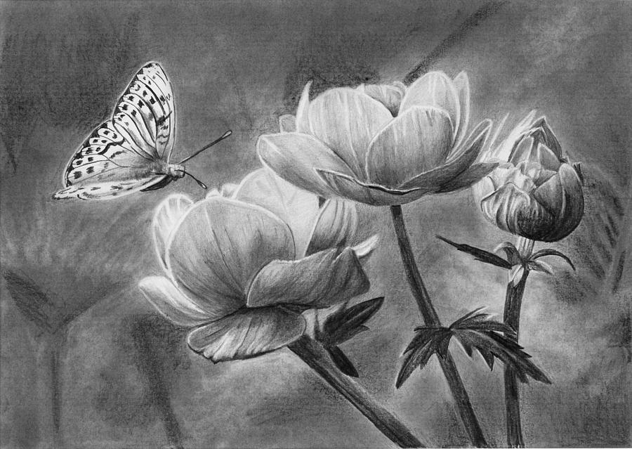 Pencil Drawing - Butterfly on a Flower by Nolan Clark Pencil Drawing - Butterfly on a Flower by Nolan Clark