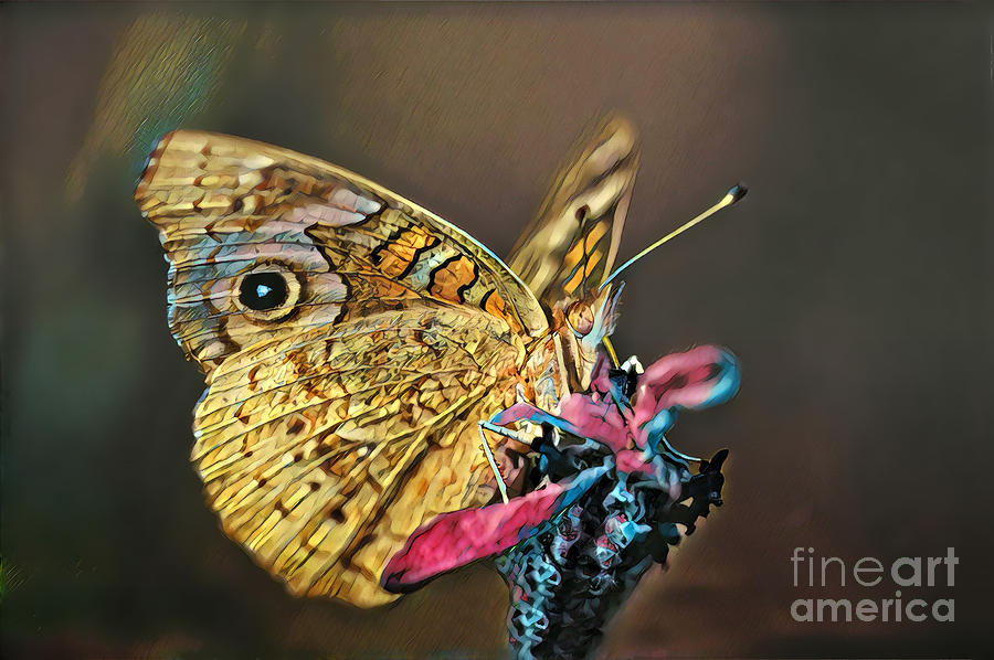 Butterfly on a Flower Photograph by Wernher Krutein
