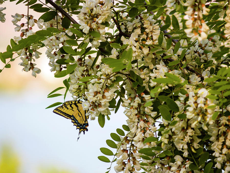 Butterfly on a Flowering Tree Photograph by Christopher Johnson