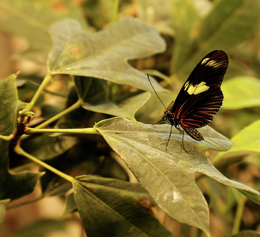 Butterfly on A Leaf Photograph by Judy Vincent