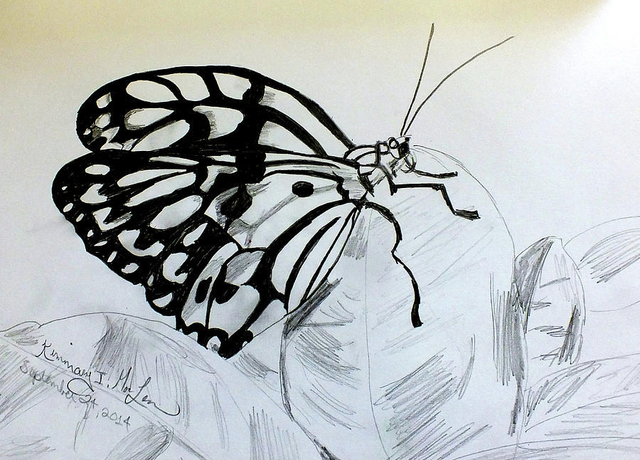 Butterfly on a Leaf Drawing by Kimmary MacLean