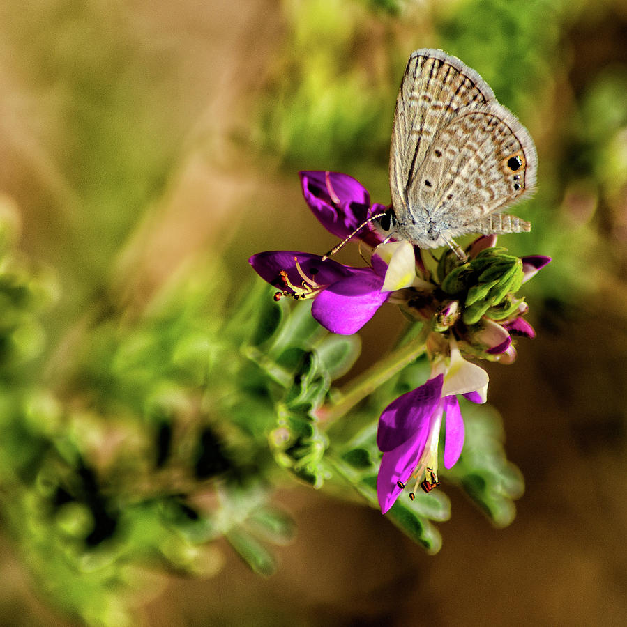 Botanicgarden Photograph - Butterfly on a purple flower by Emily Bristor Botanicgarden Photograph - Butterfly on a purple flower by Emily Bristor