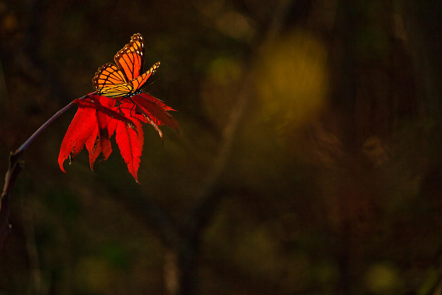 Butterfly on a Red Leaf Photograph by Joni Eskridge