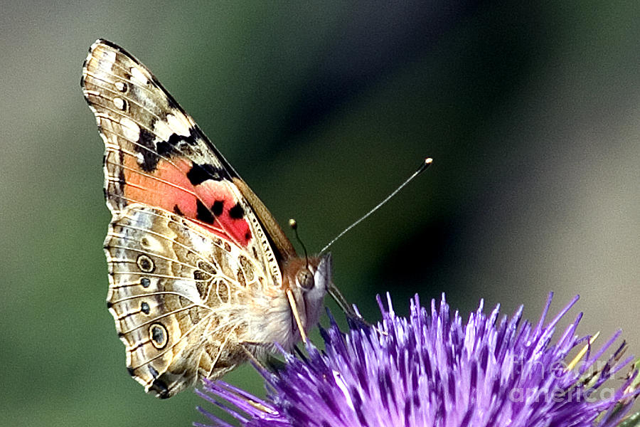 butterfly on a Silybum marianum I Photograph by Nahum Budin