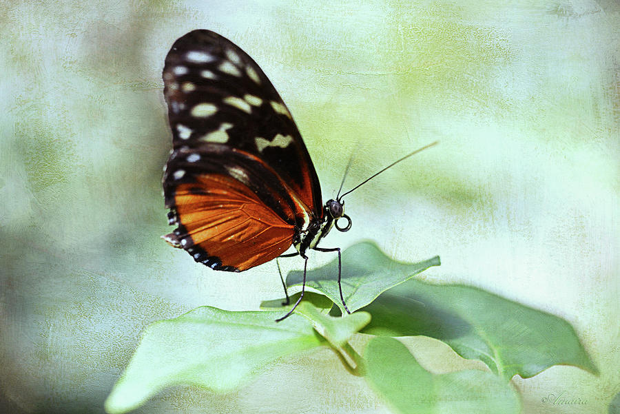 Butterfly On A Spring Day  Photograph by Maria Angelica Maira