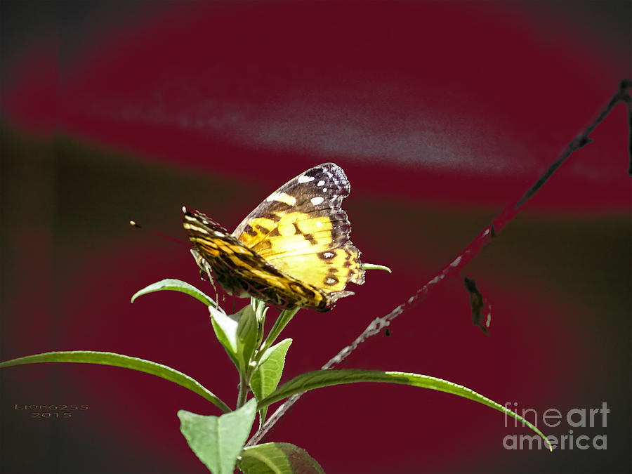 Butterfly On A Stick Photograph by Melissa Messick