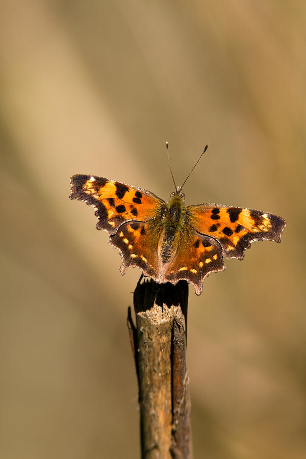 Butterflies On A Stick
