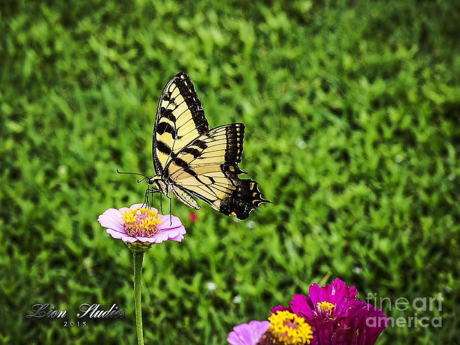 Butterfly On a Zinnia Photograph by Melissa Messick